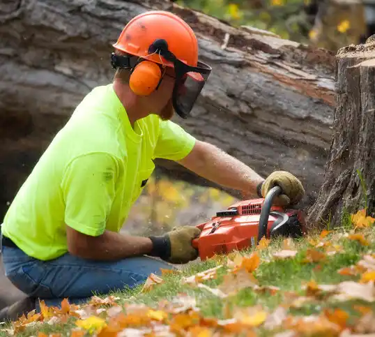 tree services Camden